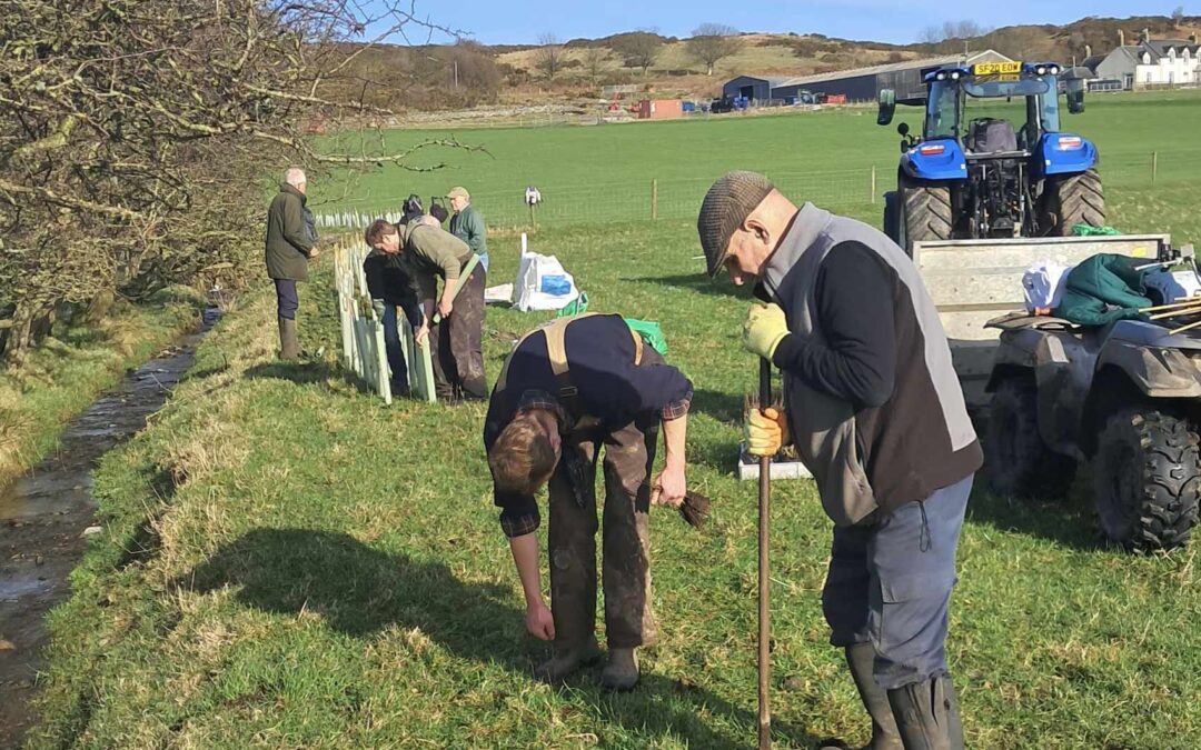 February 2025: Hedge planting at Scalpsie Farm
